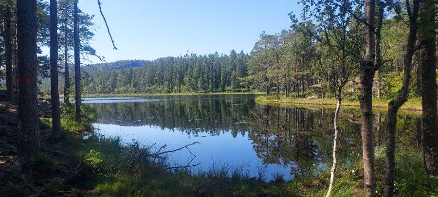 Vattendamm med träd runt omkring